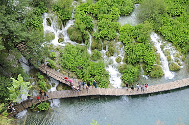 Tourists on boardwalk below Velike kaskade waterfalls and large clumps of Butterbur (Petasites sp.), high angle view, Plitvice Lakes National Park, Croatia.