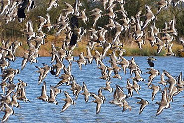 Black-tailed godwit (Limosa limosa) flock flying low over a shallow lake, Gloucestershire, England, United Kingdom, Europe