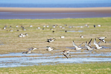 Curlew (Numenius arquata) group flying over salt marsh bordering the River Severn estuary, Gloucestershire, England, United Kingdom, Europe