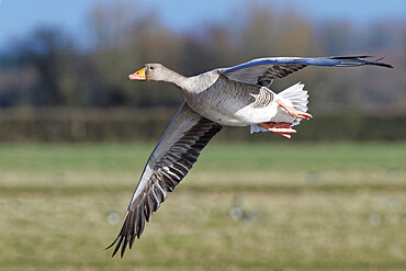 Greylag goose (Anser anser) flying over marshy pastureland, Gloucestershire, England, United Kingdom, Europe