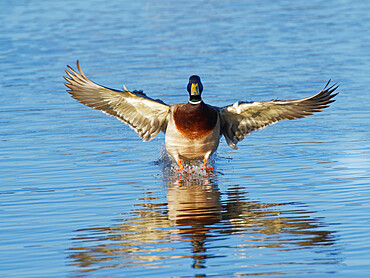 Mallard (Anas platyrhynchos) drake landing on a marshland pool at dusk, Gloucestershire, England, United Kingdom, Europe