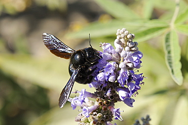 Violet carpenter bee (Xylocopa violacea) female feeding from blue flowers, Lesbos/ Lesvos, Greece. MORE INFO: Carpenter bee family Xylocopidae.