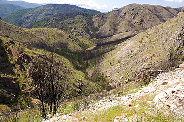 Aftermath of a major forest fire within Corsica's National Park (Parc Naturel Regional de Corse), a year on, with large area of forest and maquis scrub destroyed and first flush of regrowth by grasses and flowers, near Aullene,  Corsica, France.