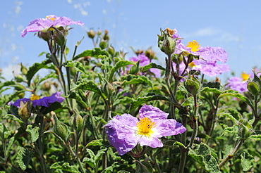 Pink rock rose (hairy rock rose) (Cistus incanus), Lesbos (Lesvos), Greek Islands, Greece, Europe