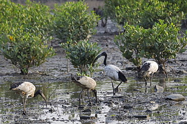 Flock of feral (escaped) sacred ibis (Threskiornis aethiopicus) foraging on mangrove swamp mudflats, Guandu, Taiwan, Asia