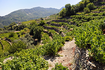 Vine (Vitis sp.) and Olive (Olea europaea) terraces, Manolates, Isle of Samos, Greece