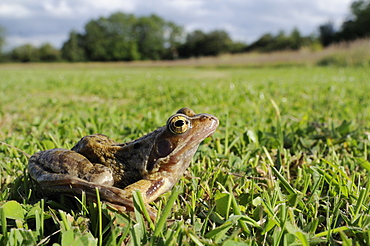 Common frog (grass frog) (Rana temporaria) in damp meadow, Wiltshire, England, United Kingdom, Europe