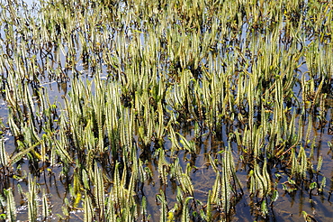 Common mare's tail (Hippuris vulgaris) growing in a shallow freshwater pond.  Norfolk Broads, UK, June.