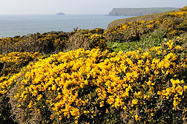 Gorse bushes (Ulex europaeus) flowering on clifftop with Pentire Head in the background, Polzeath, Cornwall, England, United Kingdom, Europe