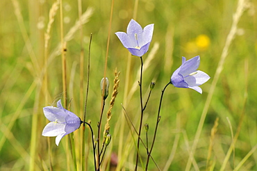 Harebell (Campanula rotundifolia) flowering in chalk grassland meadow, Wiltshire, England, United Kingdom, Europe