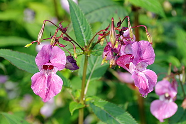 Himalayan balsam (Impatiens glandulifera) flowers and seed pods, Wiltshire, England, United Kingdom, Europe