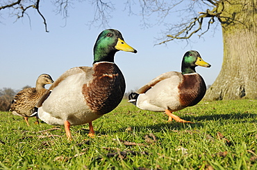 Two Mallard drakes (Anas platyrhynchos) and a duck approaching on grass, Wiltshire, England, United Kingdom, Europe