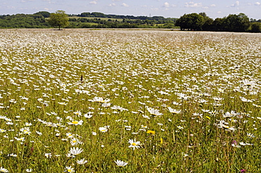 Dense carpet of Ox-eye daisies (Marguerites) (Leucanthemum vulgare) in hay meadow, Wiltshire, England, United Kingdom, Europe