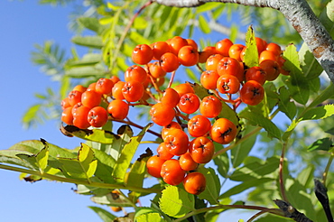 Rowan (mountain ash) (Sorbus aucuparia) berry cluster, Wiltshire, England, United Kingdom, Europe