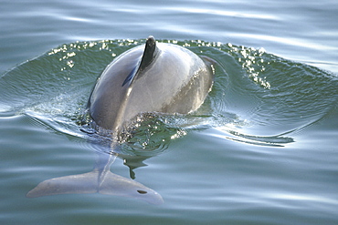 Harbour porpoise (Phocoena phocoena) arching its back to dive just as its giant relatives do. However, these small cetaceans donÃŒt dive as deep. St. Lawrence estuary, Canada   (RR)