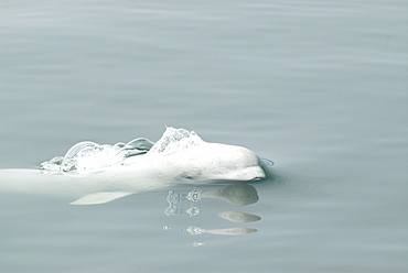 Just a split second before surfacing, a Beluga whale (Delphinapterus leucas) opens its blowhole to exhale ready to inhale when the blowhole has cleared the water. Beluga whales are an endangered and protected species in the St. Lawrence estuary, Canada