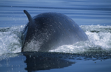 ItÃŒs all about being fast and agile when hunting small schooling capelin, the main prey of  Minke whales (Balaenoptera acutorostrata) in the St. Lawrence estuary, Canada