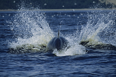 The result of a strong head slap of a Minke whale (Balaenoptera acutorostrata). Such a splash supposedly scares shoaling fish that are known to cluster when threatened. St. Lawrence estuary, Canada