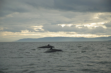 Although largely solitary animals, certain individual Minke whales (Balaenoptera acutorostrata) of the St. Lawrence estuary, Canada, have started to form pairs in recent years. Reasons for this are not yet well understood.