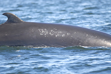 Unusual scratches and impermanent patches on the skin of a Minke whale (Balaenoptera acutorostrata) known as Otter who was first identified in the St. Lawrence estuary, Canada, in 1996.