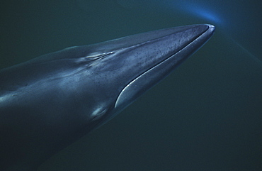 The pointy snout of a surfacing Minke whale (Balaenoptera acutorostrata) keeping its blowholes tightly closed until the moment they break the surface. St. Lawrence estuary, Canada