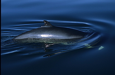 Even in conditions with little visibility, the white flipper band of a Minke whale (Balaenoptera acutorostrata) shines through the water of the St. Lawrence estuary, Canada