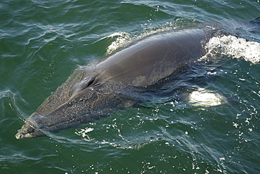 Steering with its pectoral fins the friendly Minke whale (Balaenoptera acutorostrata) turns its streamlined body towards the boat in order to dive under the hull. St. Lawrence estuary, Canada. Sequence 5/6