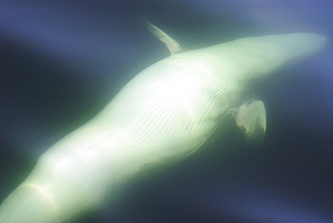 A friendly Minke whale (Balaenoptera acutorostrata) has rolled onto its right side to take a better look at the excited people on the boat. Note that the left eye is open. St. Lawrence estuary, Canada