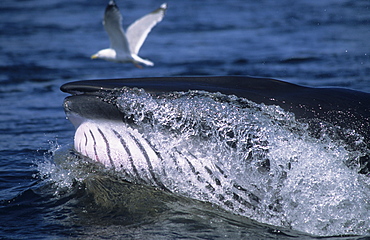 Closeup of a the mouth tip of a lunging Minke whale (Balaenoptera acutorostrata). To extract the engulfed fish the whale purges water through a slight opening between its lips. St. Lawrence estuary, Canada