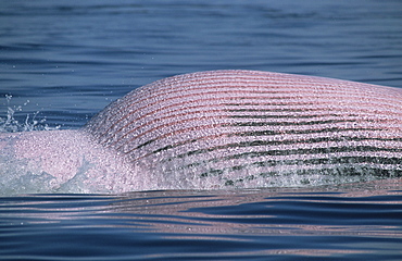 A dense net of blood vessels colour the belly of Minke whales (Balaenoptera acutorostrata) named Picasso pink during high feeding activity. St. Lawrence estuary, Canada