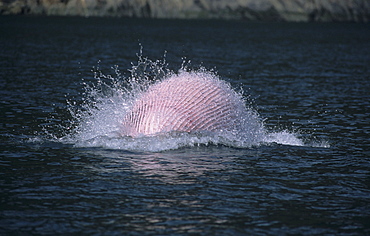 Like a piece of art thousands of waterdrops cover the expanded belly of a Minke whale (Balaenoptera acutorostrata) performing a ventral arc. St. Lawrence estuary, Canada