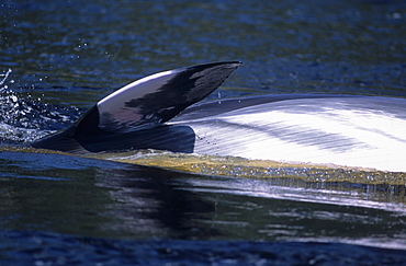 The distinctive colouration pattern of a Minke whale (Balaenoptera acutorostrata). Note that the typical white flipper band extends on to the lower side of the pectoral fin. St. Lawrence estuary, Canada   (RR)