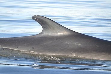 Tall dorsal fin of a Finback whale (Balaenoptera physalus) which is located far back along the dorsal ridge. This prominent feature is often used for identification. St. Lawrence estuary, Canada