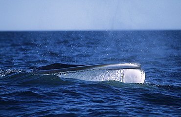 The white tip of a Finback whaleÃŒs (Balaenoptera physalus) snout showing a distinctive characteristic of this species; the lower right jaw is white in colour whereas the left side is dark. GaspÂ», Canada