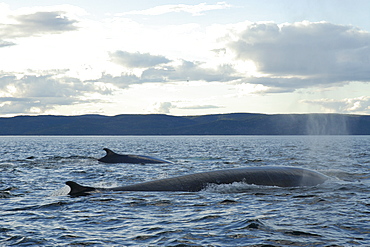 Finback whale (Balaenoptera physalus) might be seen alone or in pairs but often form groups of more than a dozen animals in order to hunt fish. St. Lawrence estuary, Canada   (RR)