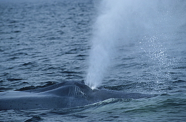 Blue whale (Balaenoptera musculus) exhaling a cloud of tiny water droplets into the air. St. Lawrence estuary, Canada