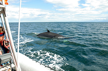 She canÃ­t be more trusting than that. A curious Minke whale (Balaenoptera acutorostrata) has turned upside down exposing her white belly, navel and genital slits to the photographer. St. Lawrence estuary, Canada