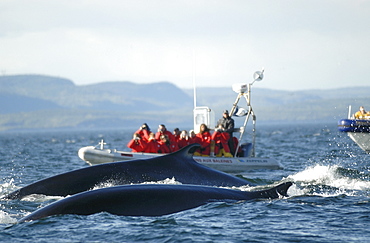 A group of Finback whales (Balaenoptera physalus) surfaces right beside two whale watching boats. St. Lawrence estuary, Canada