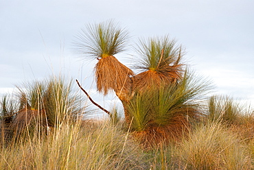 Austral Grass Tree (Xanthorrhoea australis), Wild, Lake George, New South Wales, Australia