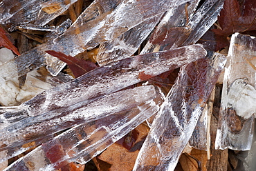 Icicles on pebbles and leaves, Canberra, Australian Capital Territory, Australia