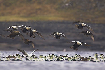 Eider male and female (Somateria mollissima) flying into land in a raft. Eiders raft together in winter, the males all squabiling together, preening, diving and flapping. Eiders come from all over to raft together , Scotland