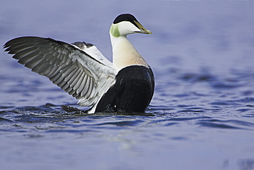 Eider Drake (Somateria mollissima) flapping its wings. Eiders raft together in winter, the males all squabbling together, preening, diving and flapping. Eiders come from all over to raft together, Scotland