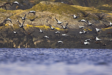 Eider male and female (Somateria mollissima) flying off after rafting. Eiders raft together in winter, the males all squabbling together, preening, diving and flapping. Eiders come from all over to raft togethe  , Scotland