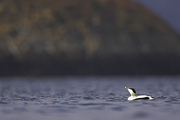 Eider Drake (Somateria mollissima) calling. Eiders raft together in winter, the males all squabbling together, preening, diving and flapping. Eiders come from all over to raft together, Scotland