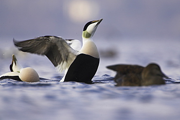 Eider Drake and female (Somateria mollissima) calling and flapping wings in winter raft. Eiders raft together in winter, the males all squabiling together, preening, diving and flapping. Eiders come from all over to raft together, Scotland