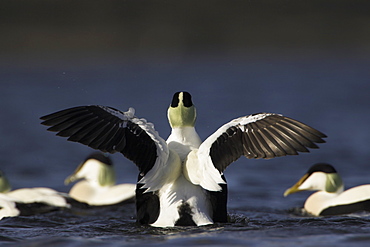 Eider Drake (Somateria mollissima) wing flapping, back facing in raft. Eiders raft together in winter, the males all squabbling together, preening, diving and flapping. Eiders come from all over to raft together  , Scotland