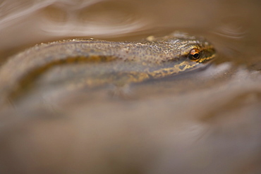 Palmate Newt (Triturus helvetica), submerged in puddle while on the move Argyll Scotland, UK