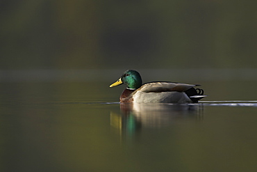 Mallard male (Anas paltyrhynchos) portrait with reflection in early morning light on Loch Etive.  , Scotland