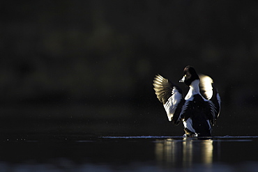 Golden Eye Drake Duck (Bucephala clangula) against dark trees flapping wings. Highlighted by late evening sunshine.  Argyll, Scotland