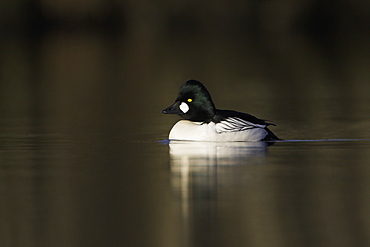 Golden Eye Drake Duck (Bucephala clangula) against dark trees head on. Highlighted by late evening sunshine.  Argyll, Scotland